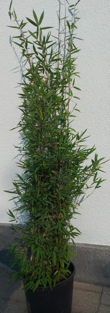 Niet woekerende bamboe  , fargesia nitida winterjoy, Jardin & Terrasse, Plantes | Arbustes & Haies, Enlèvement, Bambou, Haie