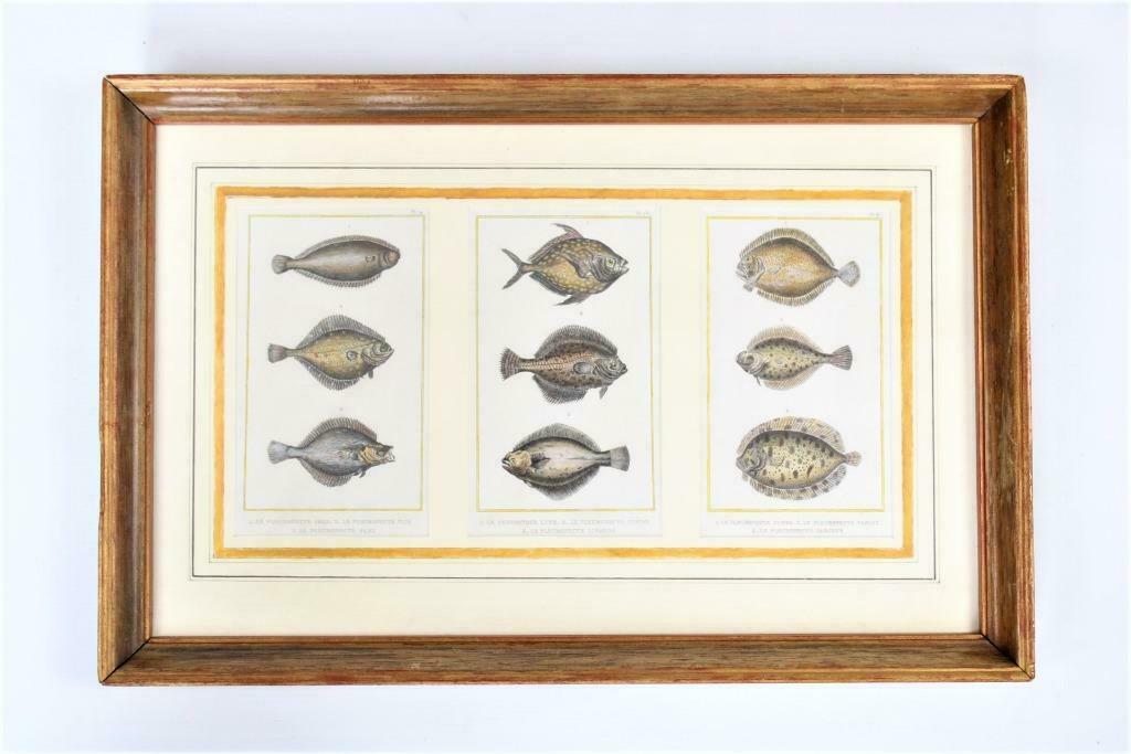 3 gravures de poissons plats, 19ième siècle, Enlèvement ou Envoi