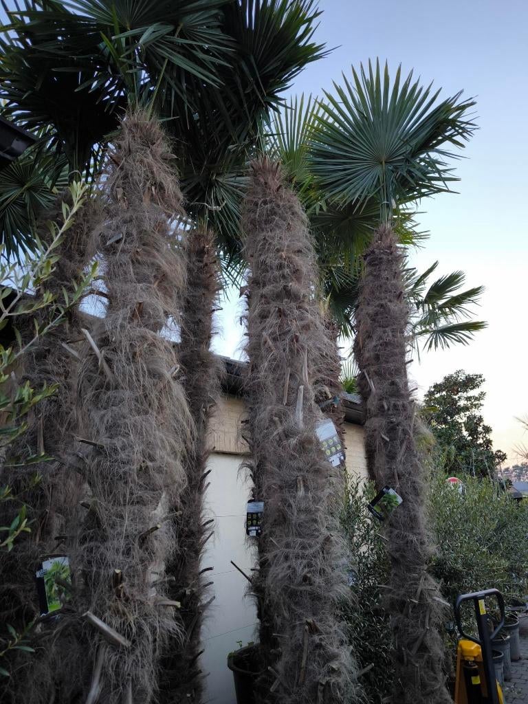 Winterharde palmbomen Trachycarpus fortunei : grote maten, Tuin en Terras, Planten | Bomen, Halfschaduw, Lente, 250 tot 400 cm
