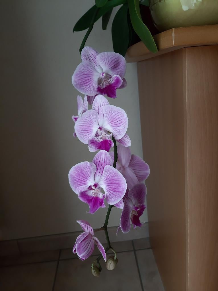 Orchidee Phalaenopsis BIGLIP, Autres espèces, En pot, Plante à fleurs, Enlèvement