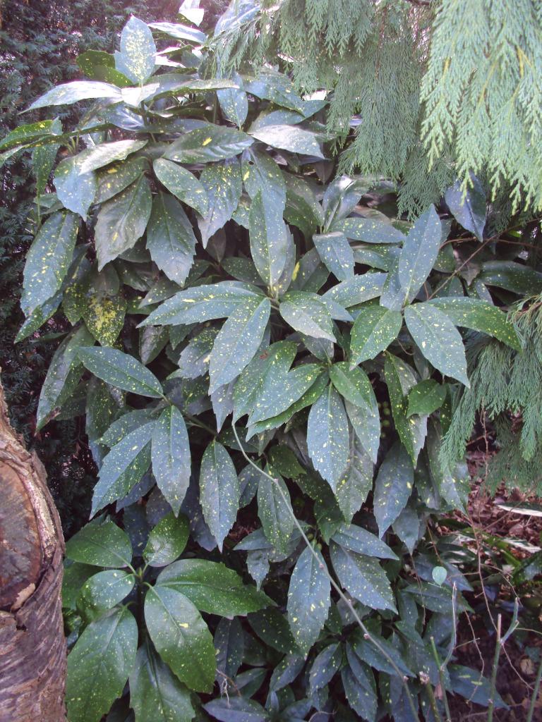 Aucuba (tuinplant), Tuin en Terras, Ophalen of Verzenden