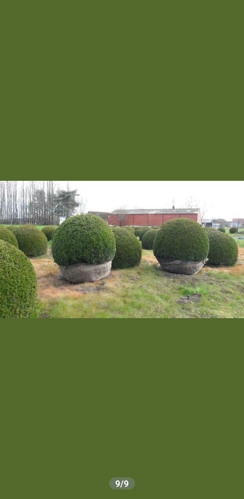 Grote buxus bollen!, Ophalen of Verzenden, Buxus