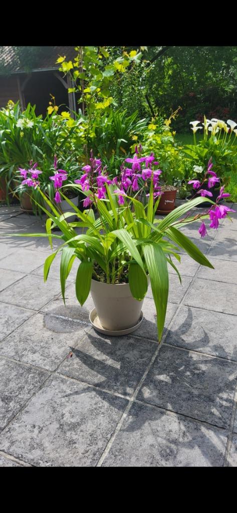 Bletilla Paars/Roze, Tuin en Terras, Planten | Tuinplanten, Vaste plant, Overige soorten, Volle zon, Lente, Ophalen