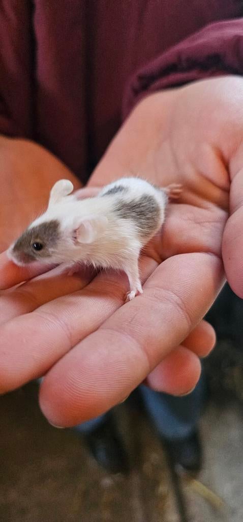 Tamme kleurmuizen, Dieren en Toebehoren, Januari