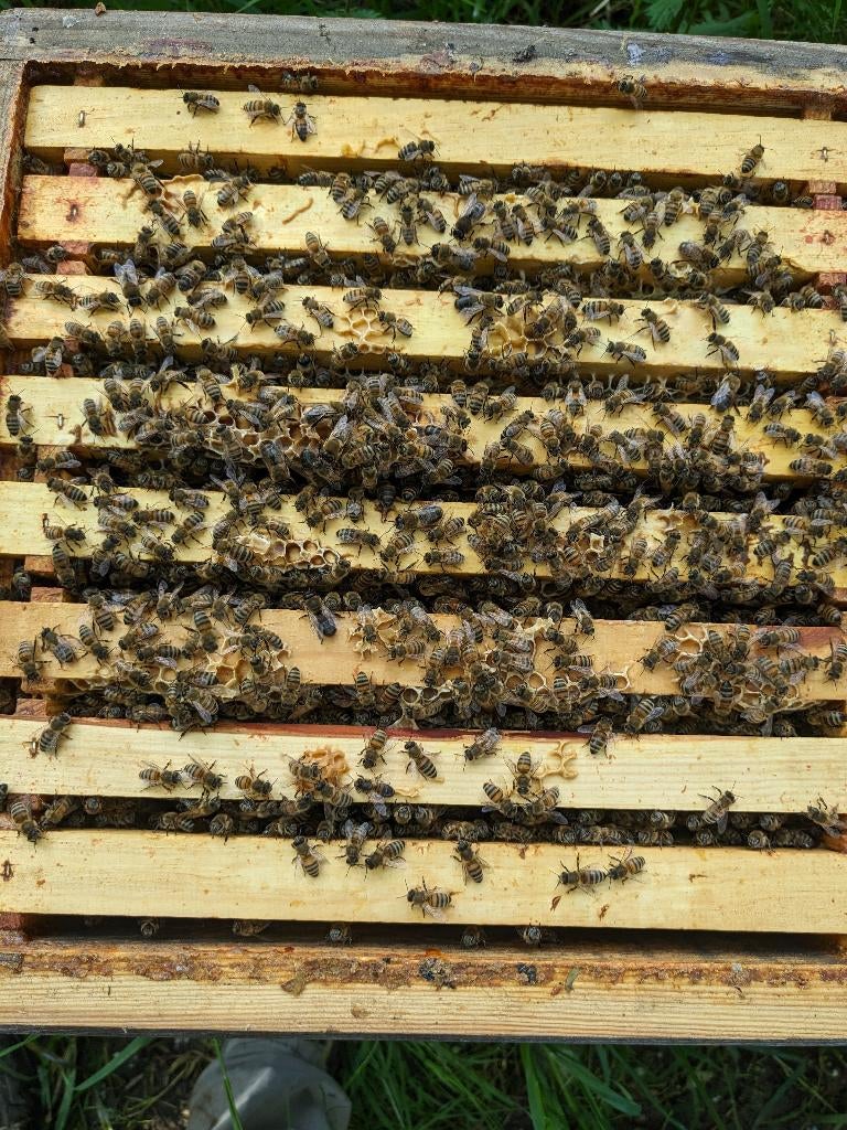 Essaim abeilles Warré 2026, Enlèvement