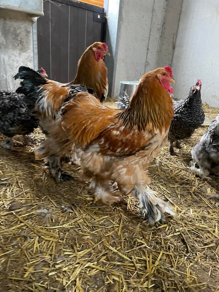 Prachtige jonge brahma hanen, Mâle, Poule ou poulet
