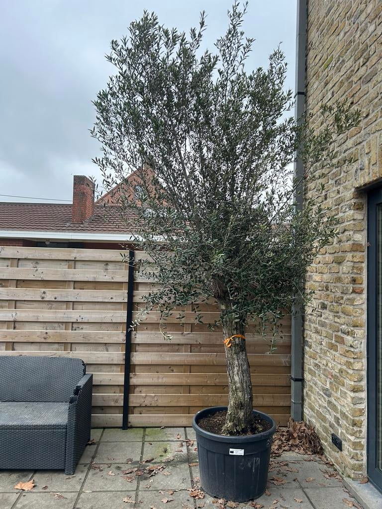 Olijfboom, Tuin en Terras, Ophalen, Olijfboom