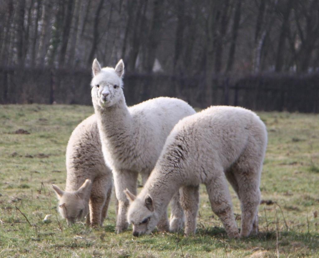 Prachtige alpaca hengstveulentjes, September, Mannelijk