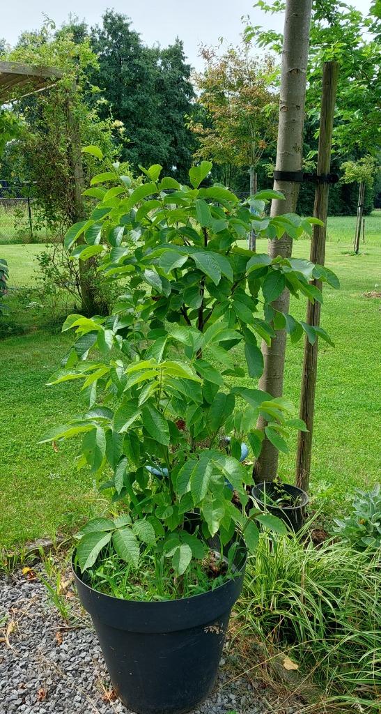 WALNOTENBOOM, Tuin en Terras, Planten | Bomen, 100 tot 250 cm, Zomer, Volle zon, In pot