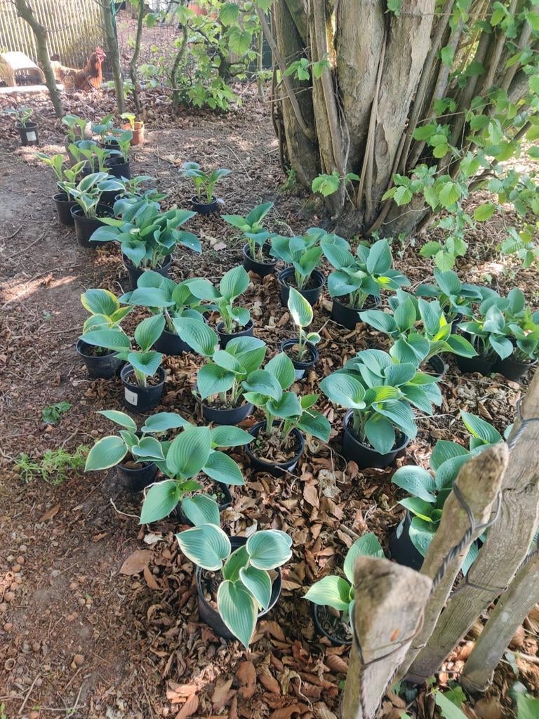 Hosta's, verschillende soorten, halcycon, june, first frost., Tuin en Terras, Ophalen