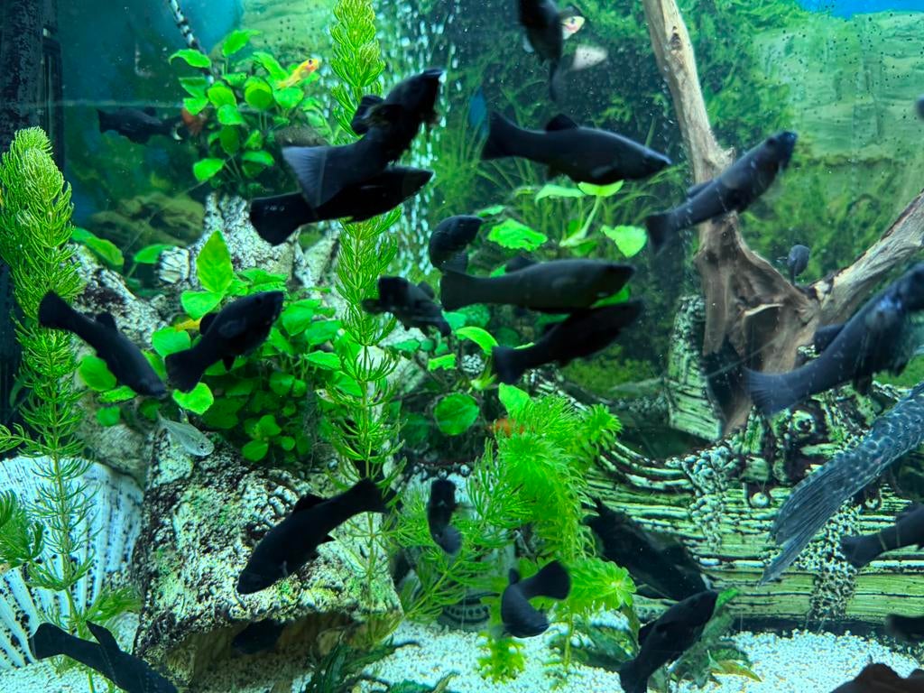 Molly’s molly guppy’s guppen, Dieren en Toebehoren, Vis, Zoetwatervis