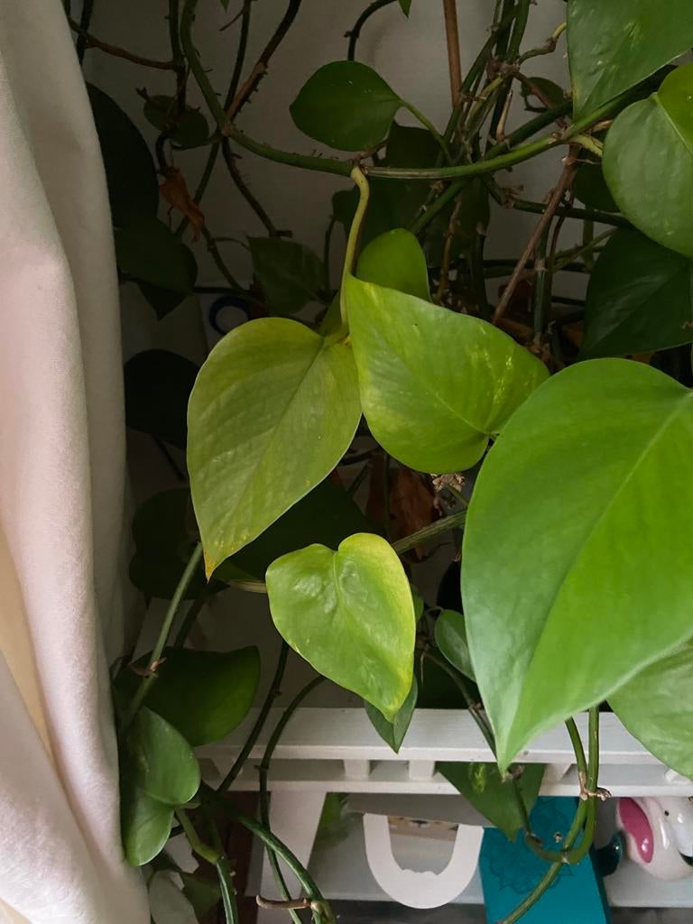 Epipremnum, Huis en Inrichting, Kamerplanten, Ophalen, Overige soorten, Halfschaduw, In pot