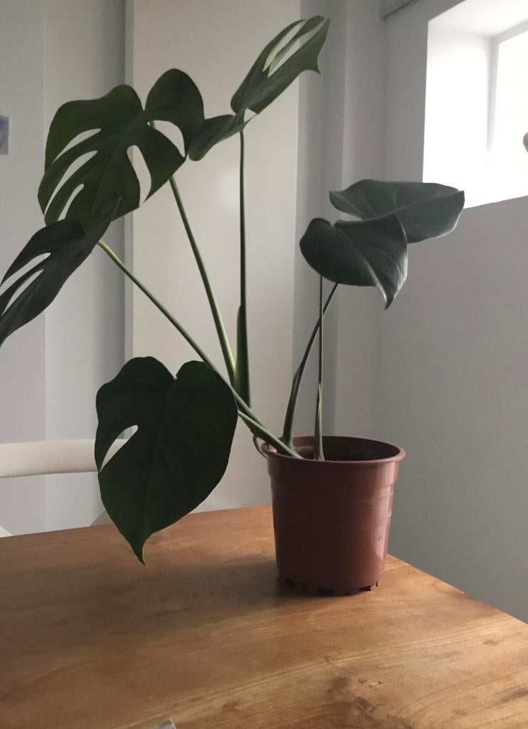 Monstera deliciosa, Enlèvement