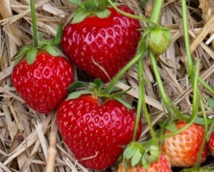 fraisiers Ravellia (tardive), Enlèvement ou Envoi, Printemps, Plantes fruitières, Plante fixe