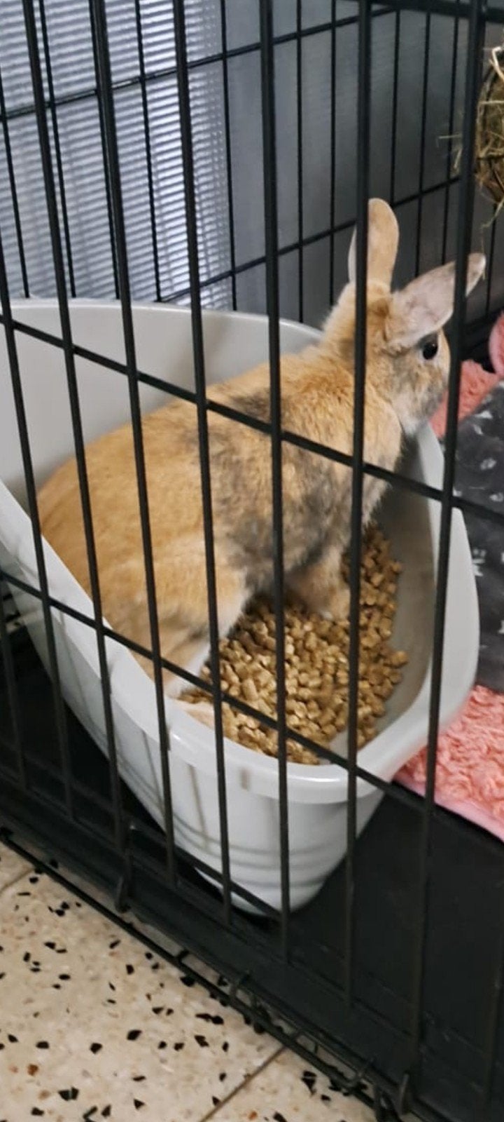 dwergkonijntje, Dieren en Toebehoren, Mannelijk, 0 tot 2 jaar