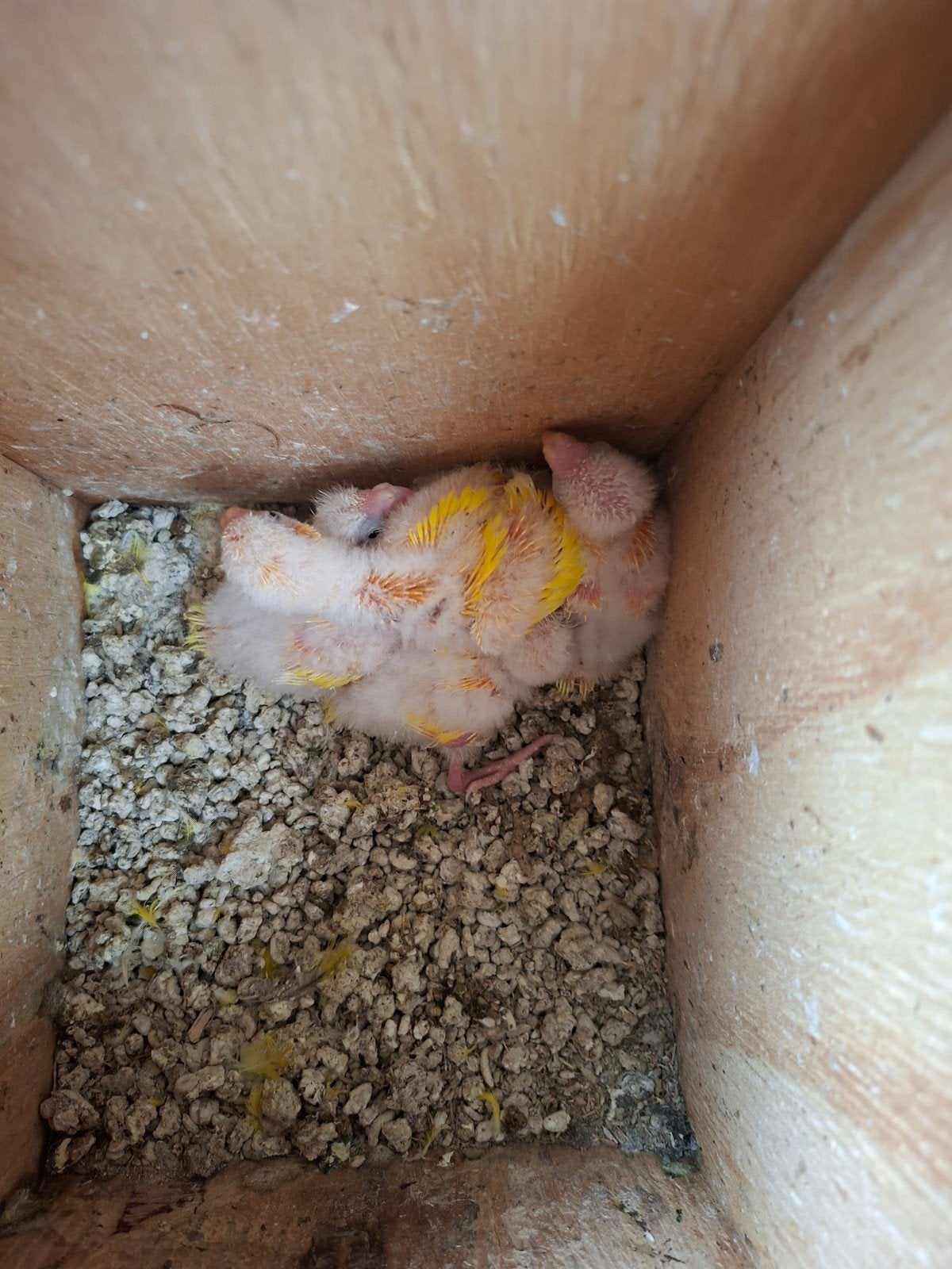 Kakerikies in nest om handopfok  17 d oud  geel 20euro stuk, Dieren en Toebehoren, Vogels | Parkieten en Papegaaien