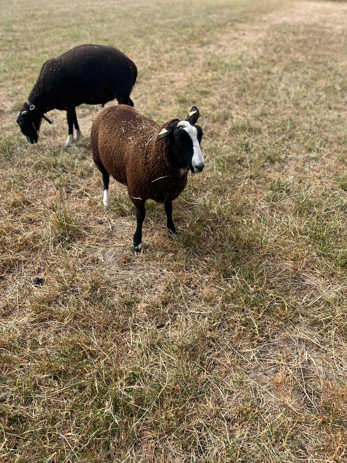 Zwartbles ram, Animaux & Accessoires, Moutons, Chèvres & Cochons, Mâle, Mouton, 0 à 2 ans