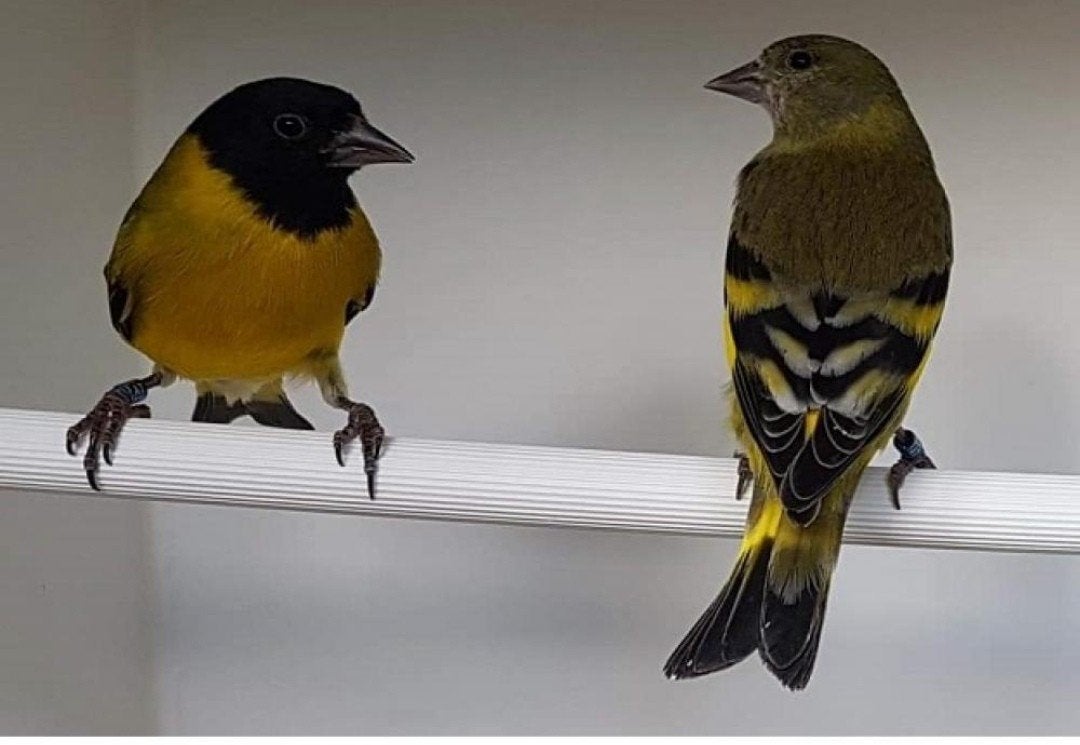 koppel zwartkopsijzen, Dieren en Toebehoren, Vogels | Overige Vogels