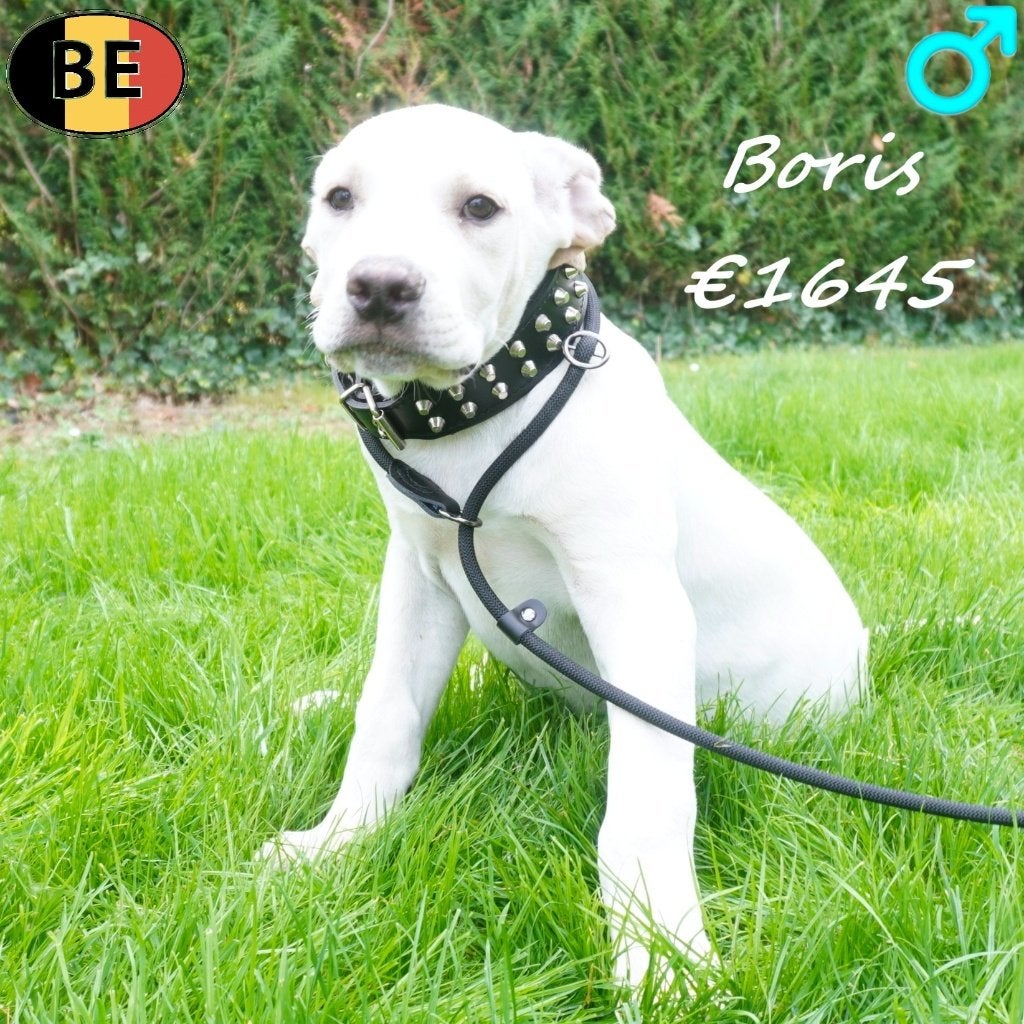 Boris - Stoere Boerboel (reu) pup te koop, België, 15 weken tot 1 jaar, CDV (hondenziekte), Eén hond