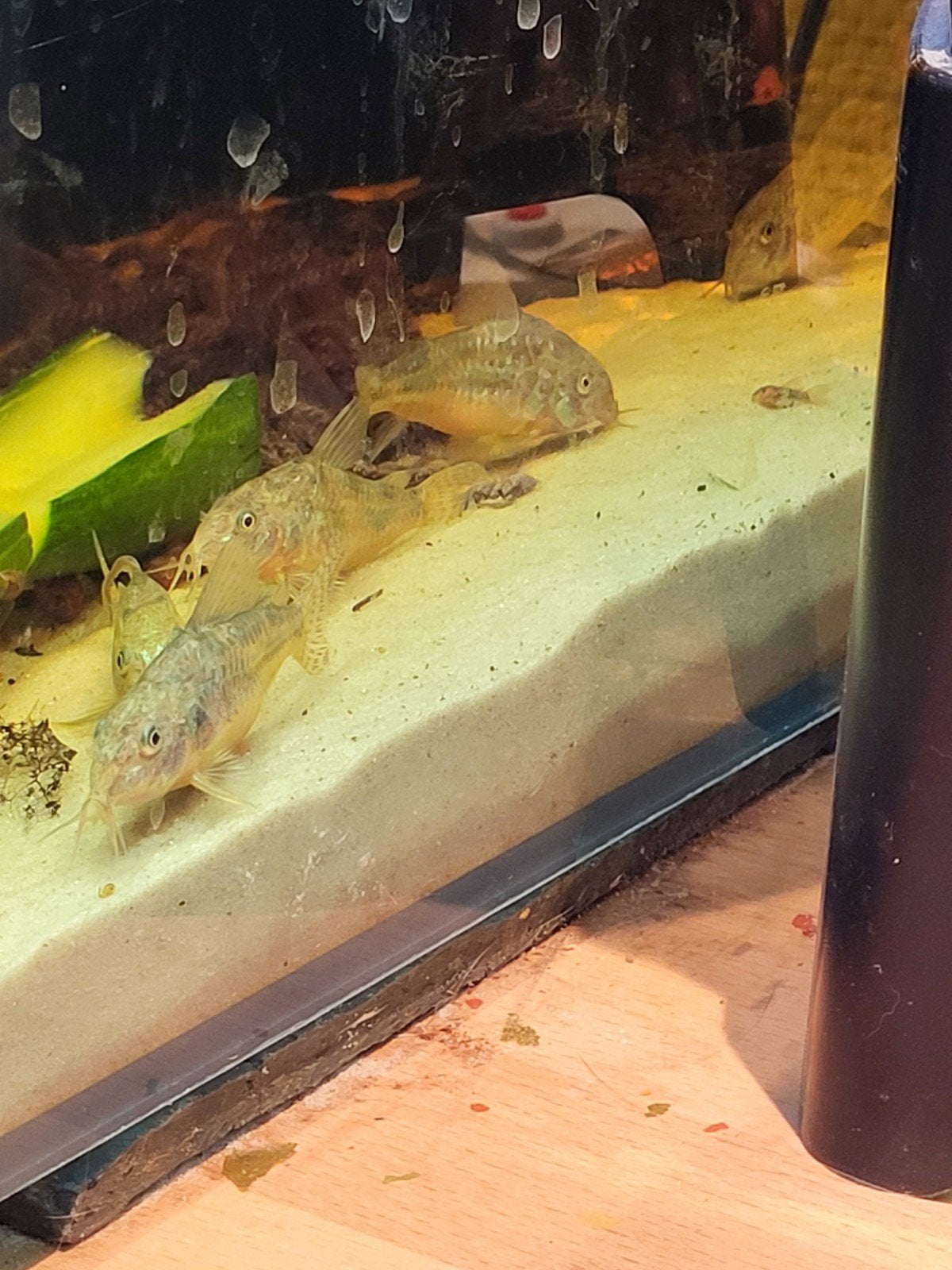 corydoras paleatus, Vis, Zoetwatervis, Schoolvis