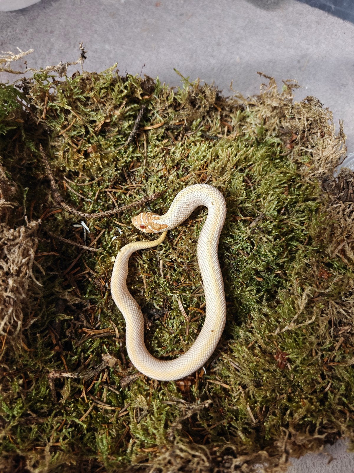 haakneusslang albino superconda, Slang, 0 tot 2 jaar