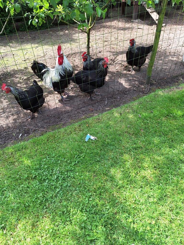 Marans zwart en blouw zilverhals, Dieren en Toebehoren, Pluimvee