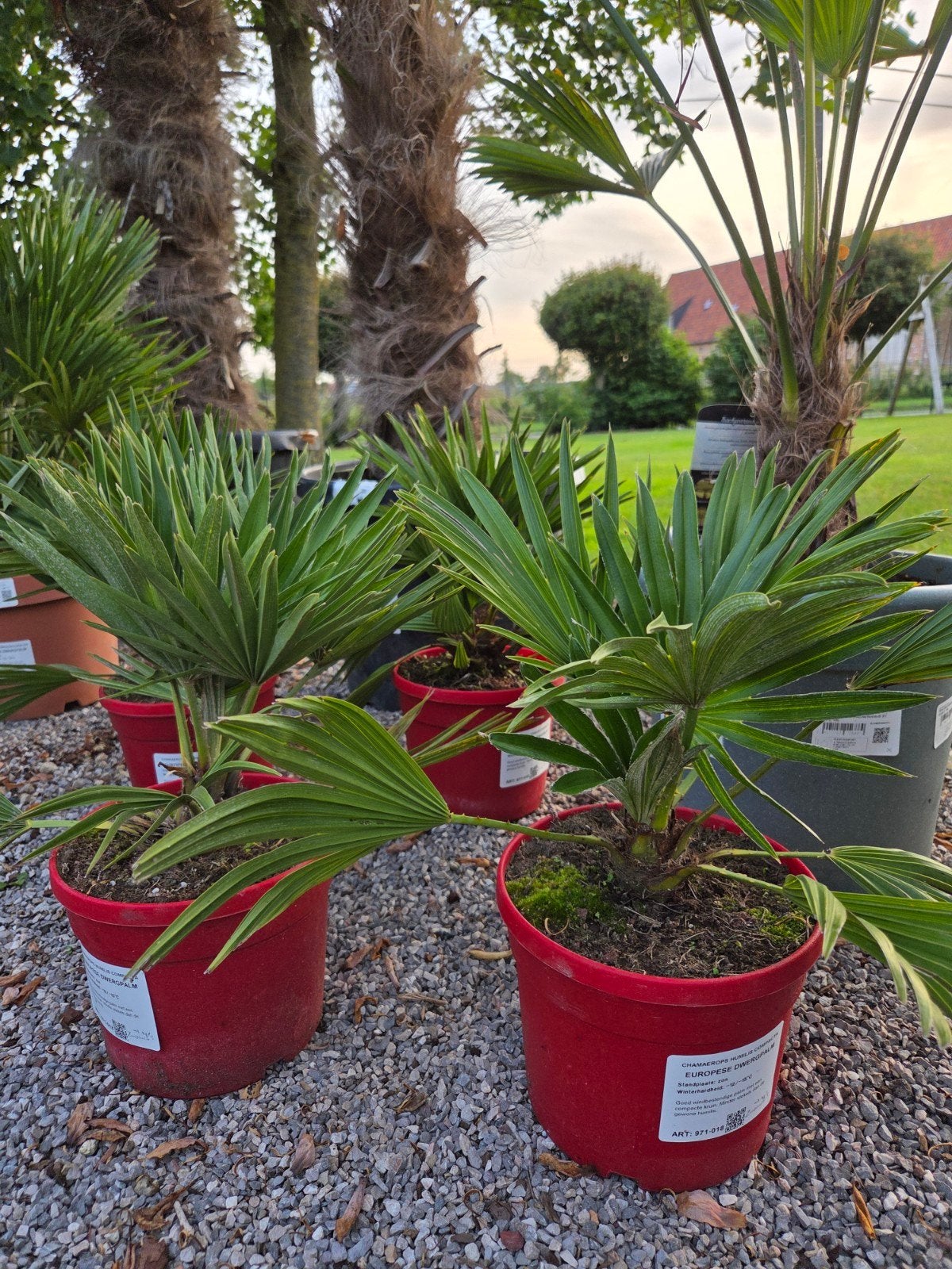 Europese dwergpalm Chamaerops Humilis 'Siciliana', Tuin en Terras, Ophalen