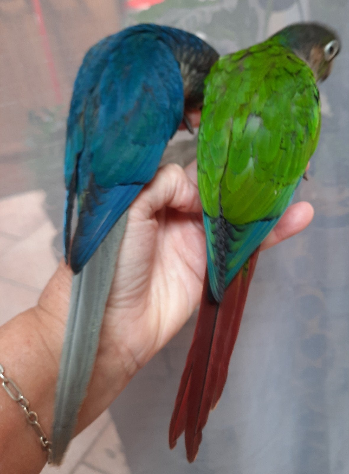 conures molinae eam, Animaux & Accessoires, Oiseaux | Perruches & Perroquets