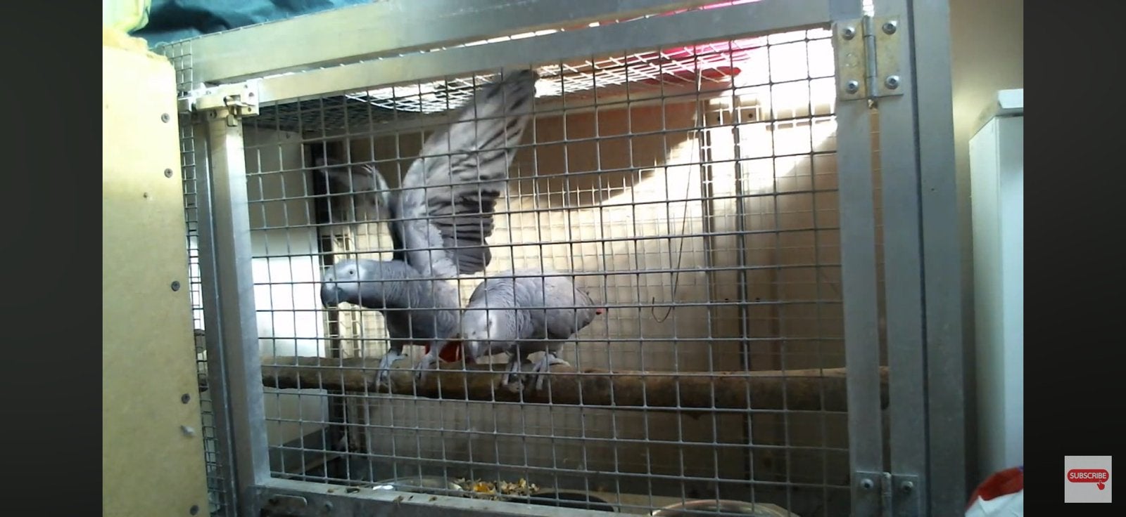 gris du Gabon, Animaux & Accessoires, Mâle