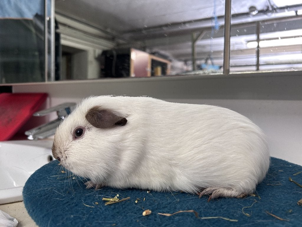california choco cavia beer(mannetje), Mâle, Février, Domestique, Cobaye