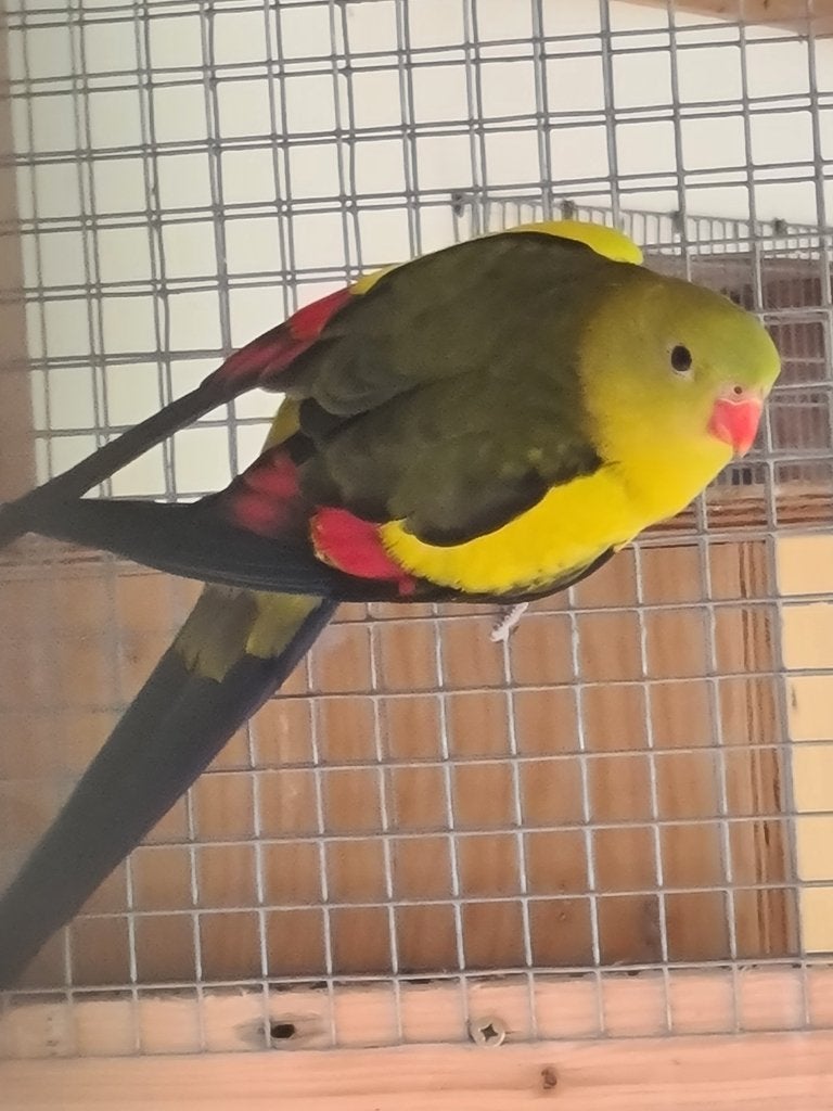1-0 Bergparkiet split turquoise, Dieren en Toebehoren, Vogels | Parkieten en Papegaaien, Mannelijk, Parkiet, Geringd