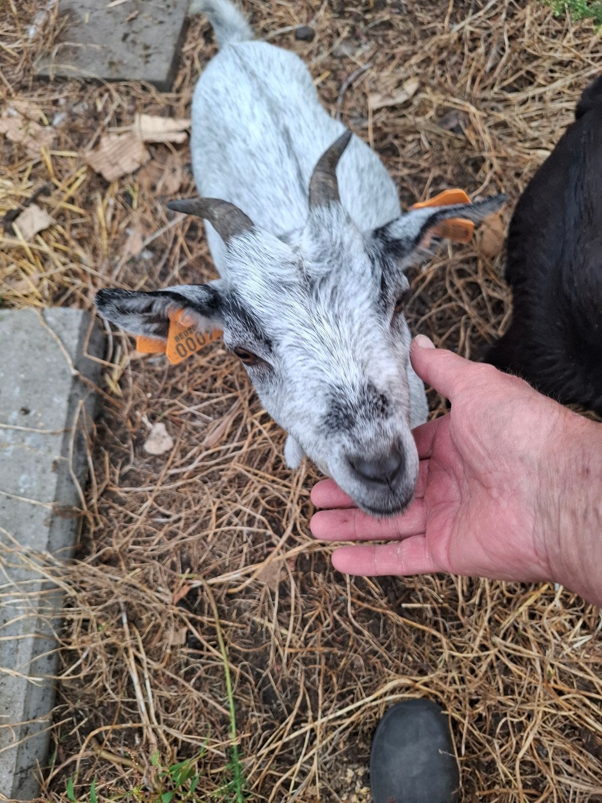 Dwerggeit, Dieren en Toebehoren, Schapen, Geiten en Varkens