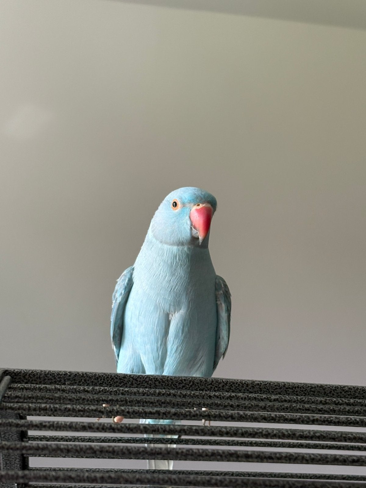 halsband parkiet met kooi en certificaat, Plusieurs animaux, Perruche, Domestique