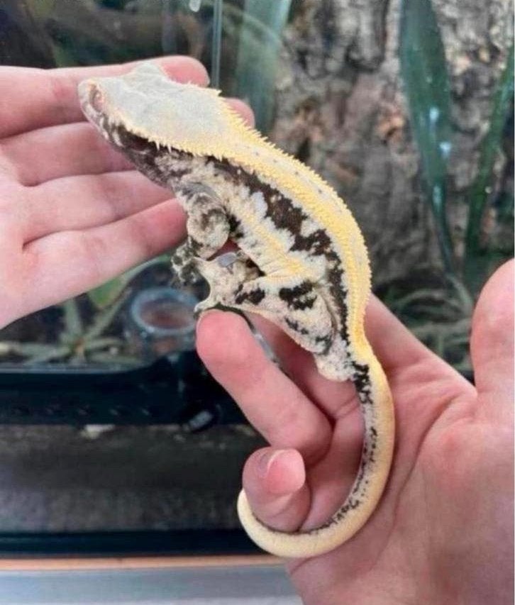 Wimpergekko lilly white man, Dieren en Toebehoren