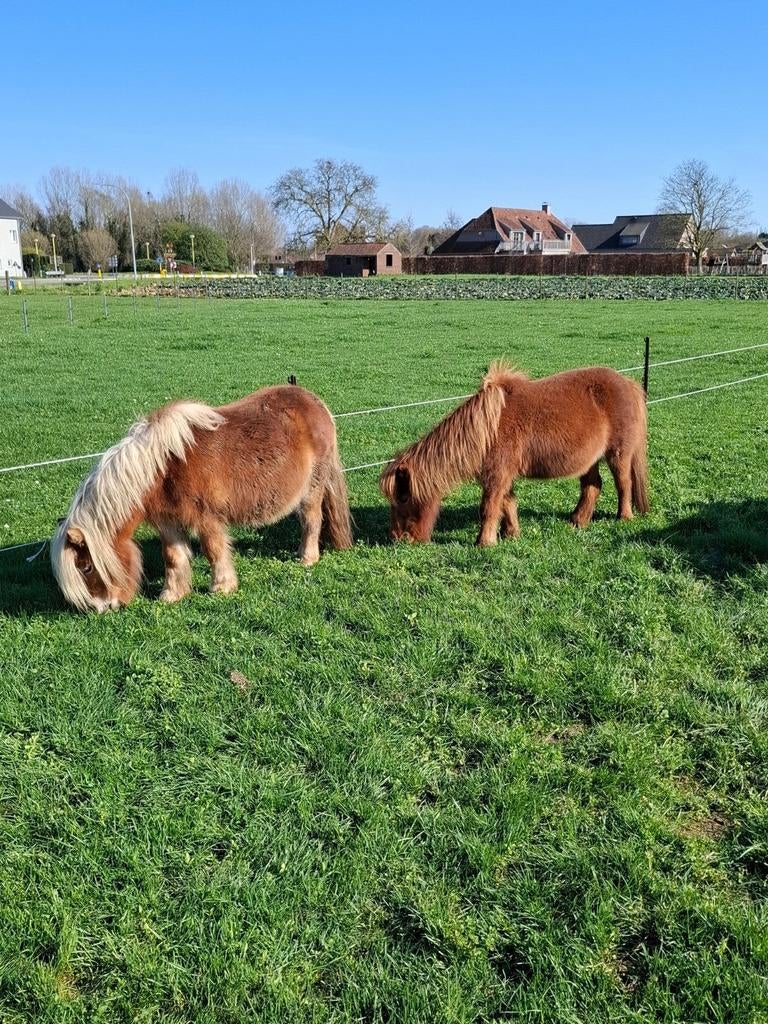 2 schetlander merrytjes