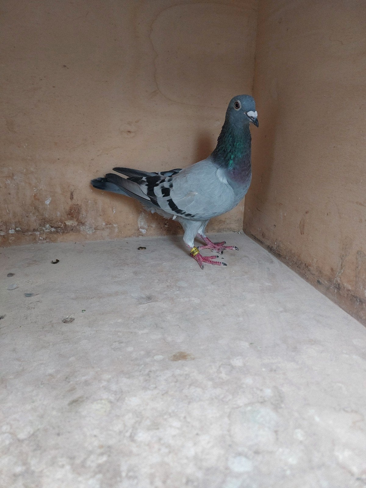 duiven, Femelle, Pigeon voyageur