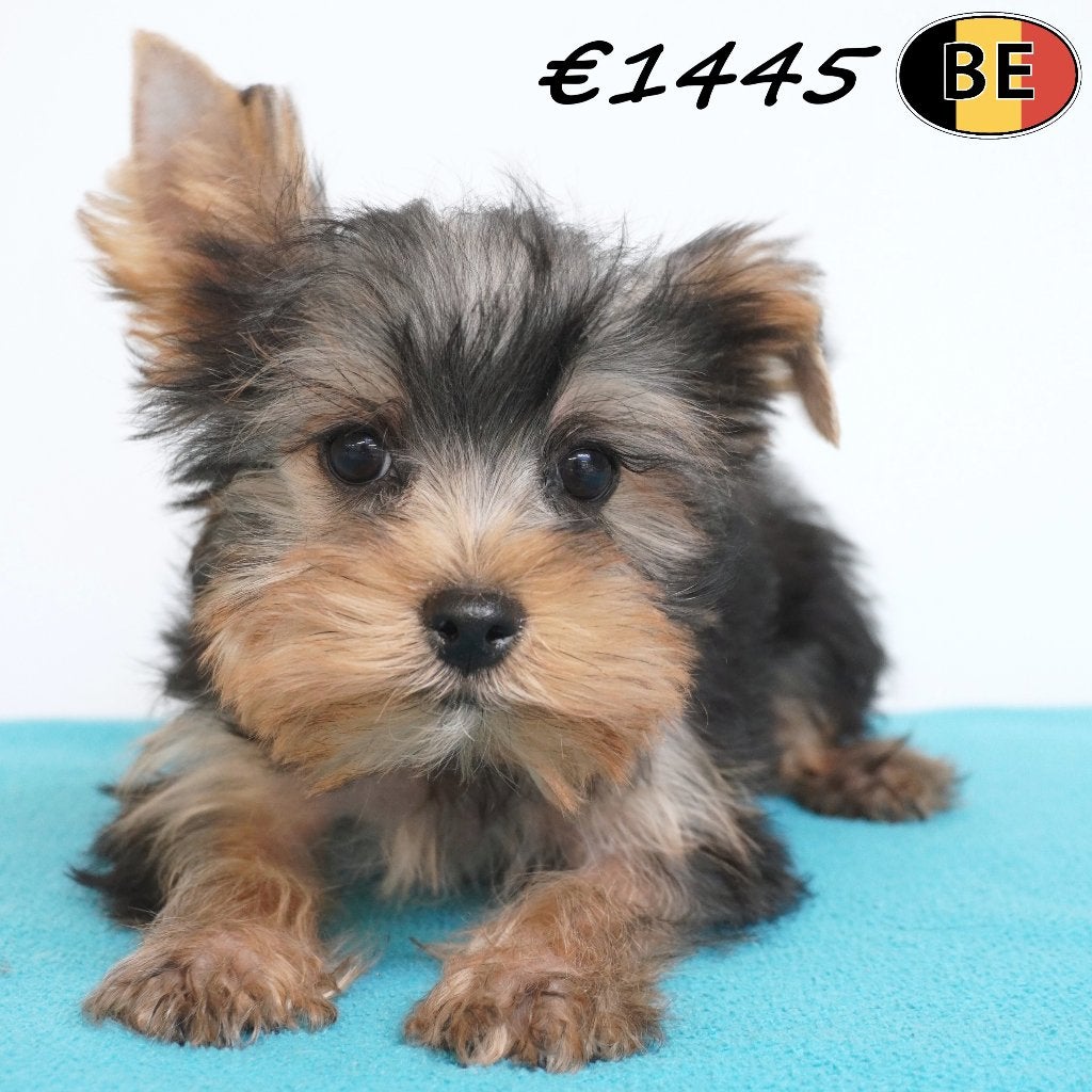 Chiots Yorkshire Terriër joueurs et affectueux à vendre, Animaux & Accessoires, Chiens | Jack Russell & Terriers, Plusieurs animaux
