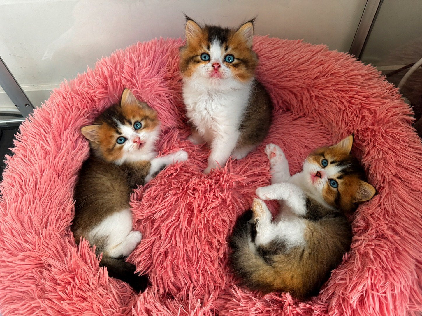 Onze lieverds zoeken nog een warm huis, Kater, Gechipt, 0 tot 2 jaar