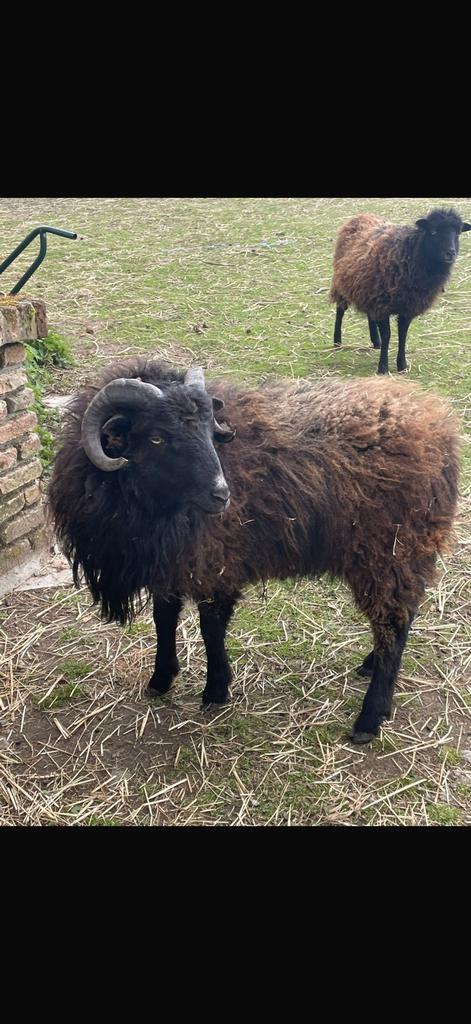 Ouessant schaap (ram), Mouton