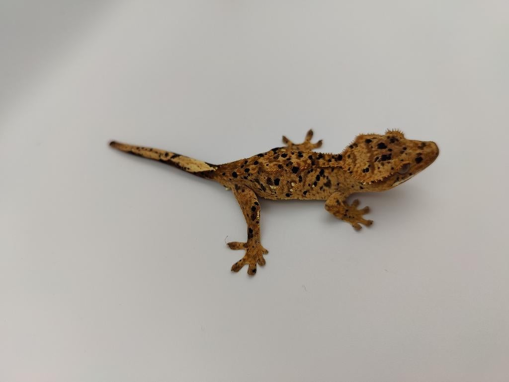 Wimpergekko superdalmatian man, Dieren en Toebehoren