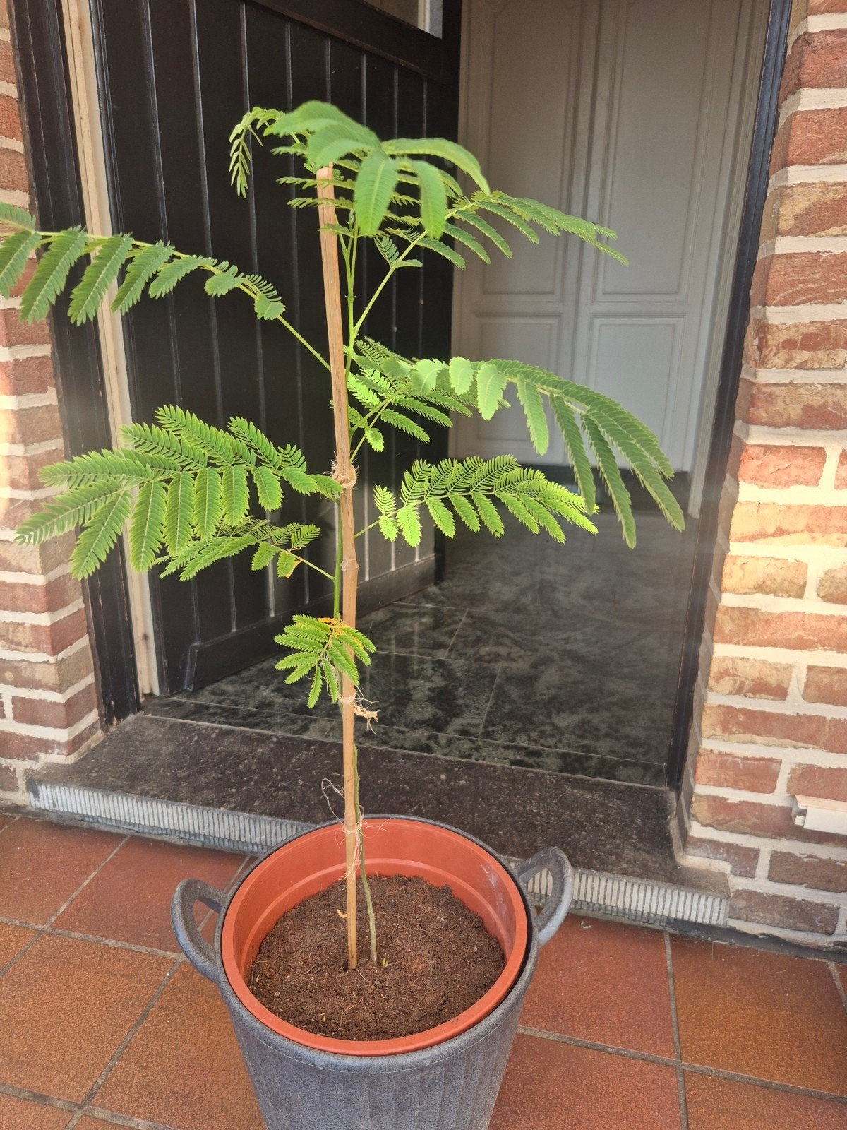 Perzische slaapboom, Ophalen of Verzenden, Zomer, Volle zon, Minder dan 100 cm