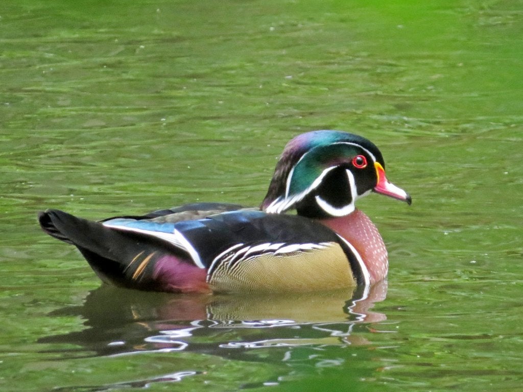 caroliena eenden, Animaux & Accessoires, Volatiles, Plusieurs animaux, Canard