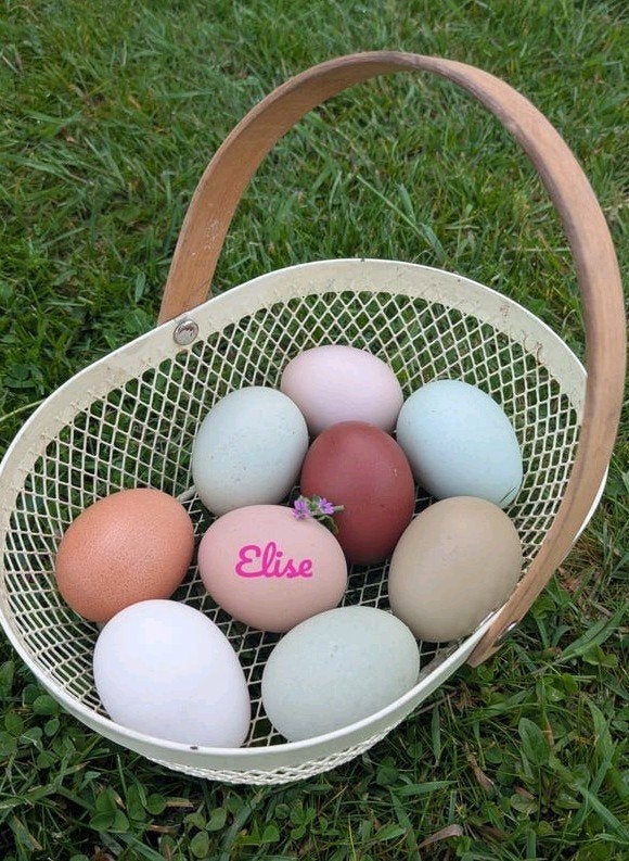Broedeieren gekleurde eieren easter eggers kippen, Poule ou poulet