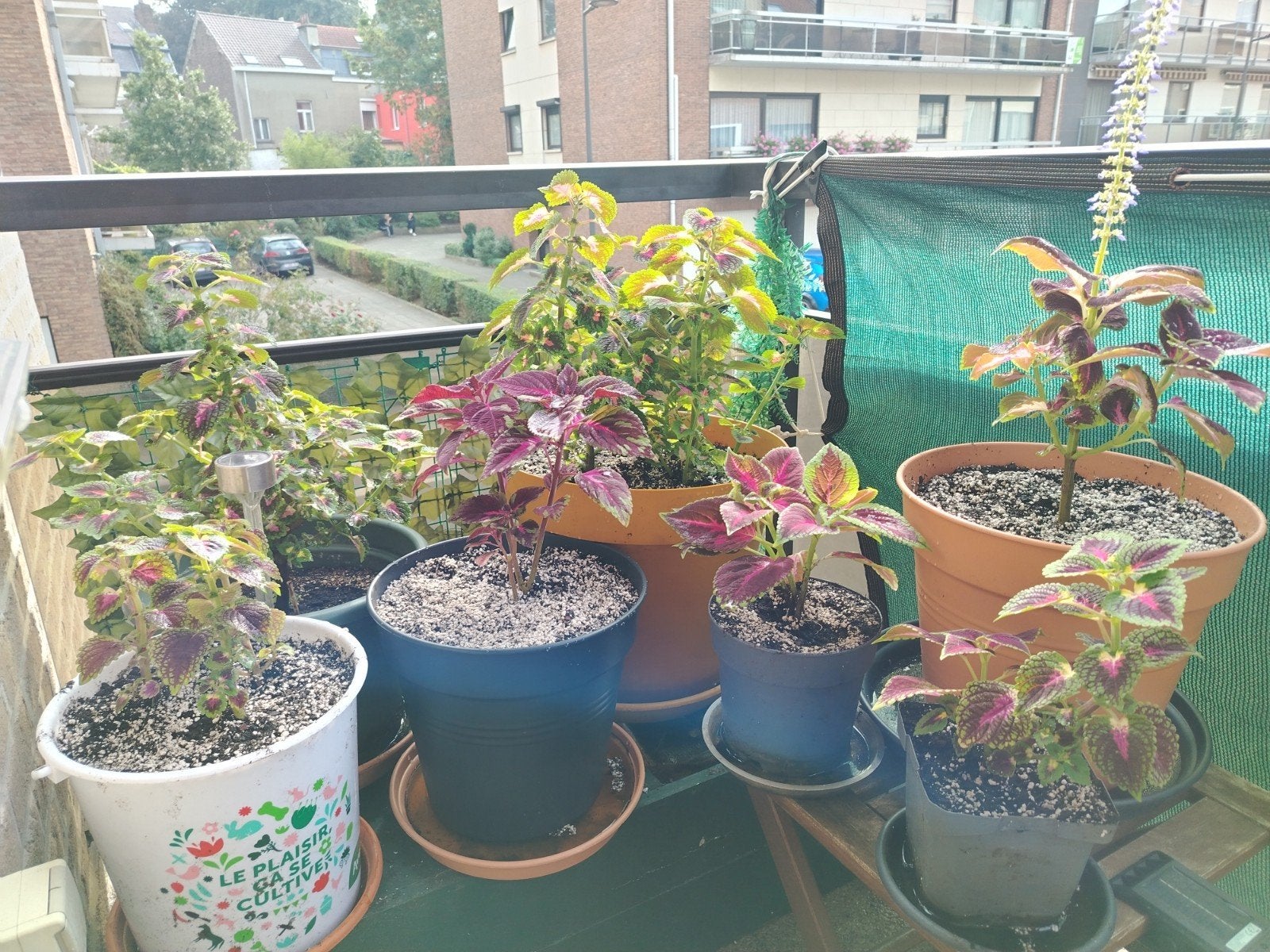 Planten - stekken _ jonge Coleus in potten., Tuin en Terras, Ophalen of Verzenden, Halfschaduw