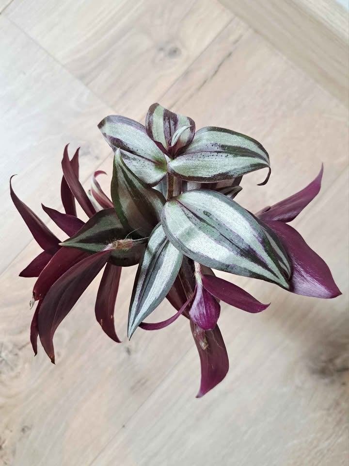 Découpe de plantes Tradescantia Zebrina, Maison & Meubles, Plantes d'intérieur, Autres espèces, Moins de 100 cm, Enlèvement, Plante verte