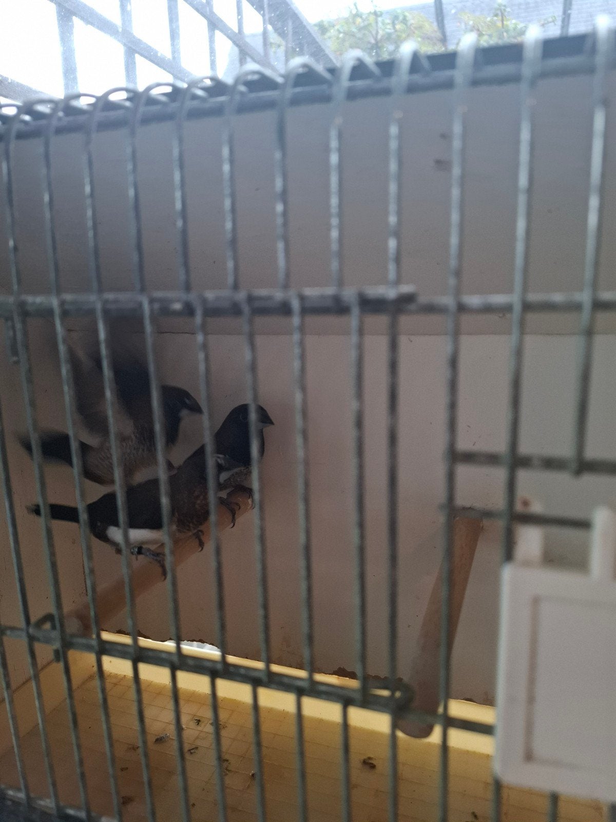 3 Japanse meeuwen, Dieren en Toebehoren