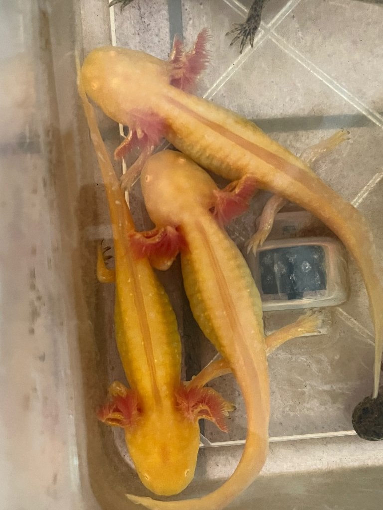 Golden albino axolotls, Dieren en Toebehoren, Reptielen en Amfibieën, Amfibie, 0 tot 2 jaar