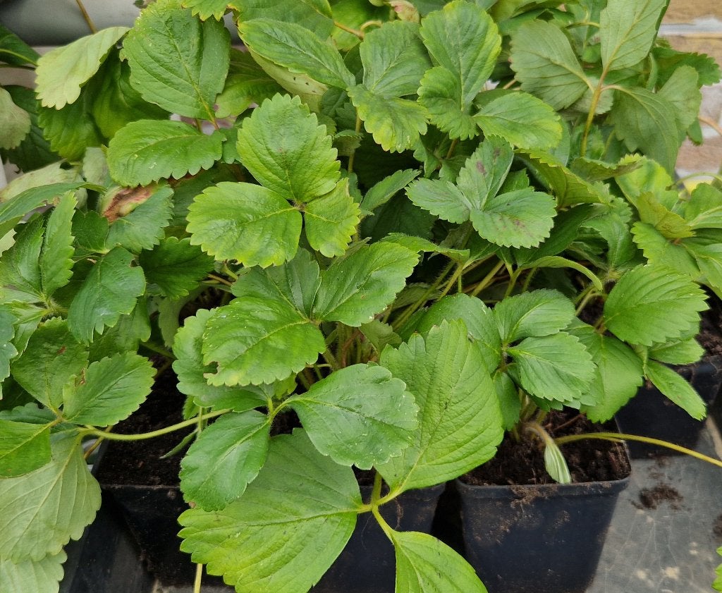 Aardbeiplanten: jaarse en uitlopers, Jardin & Terrasse, Plantes | Jardin, Plein soleil, Été, Enlèvement, Plantes fruitières