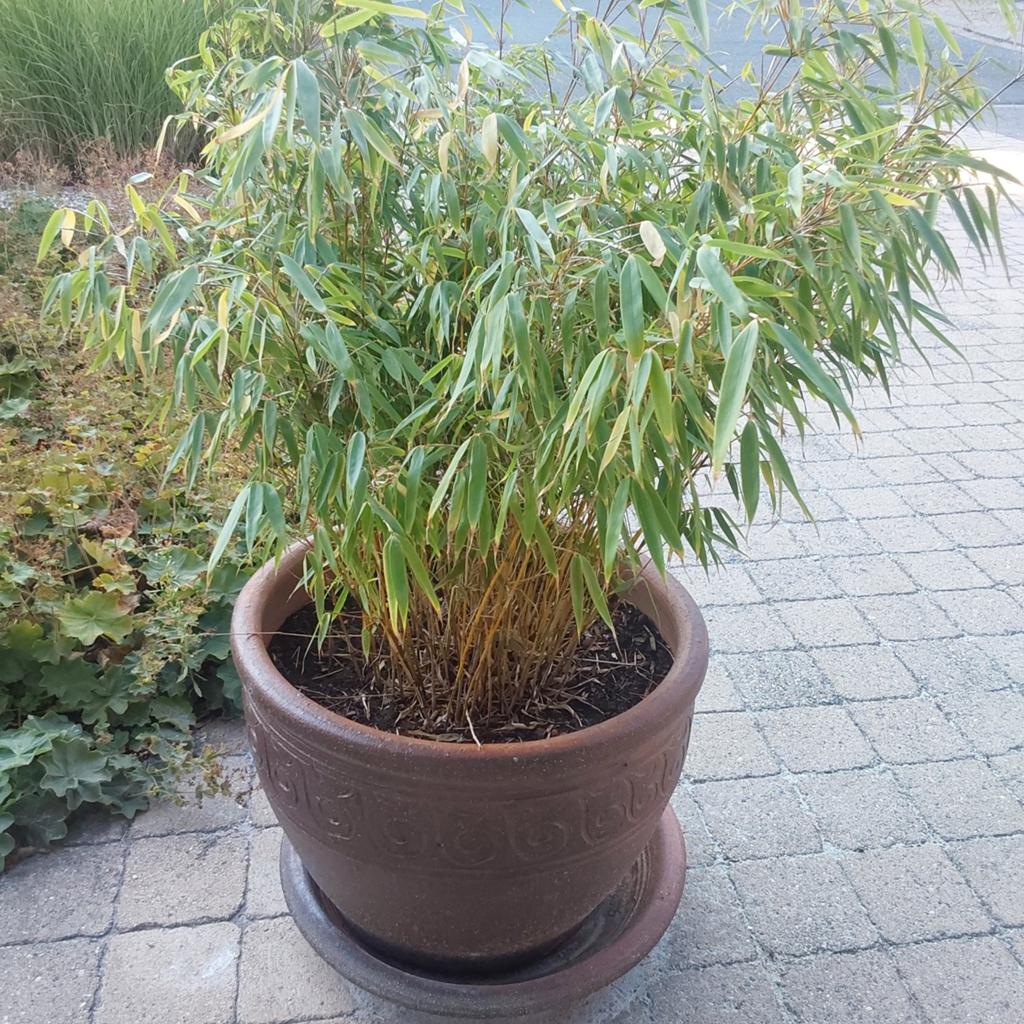 Grote bloempot hoogte 41cm met grote bamboeplant, Tuin en Terras, Ophalen