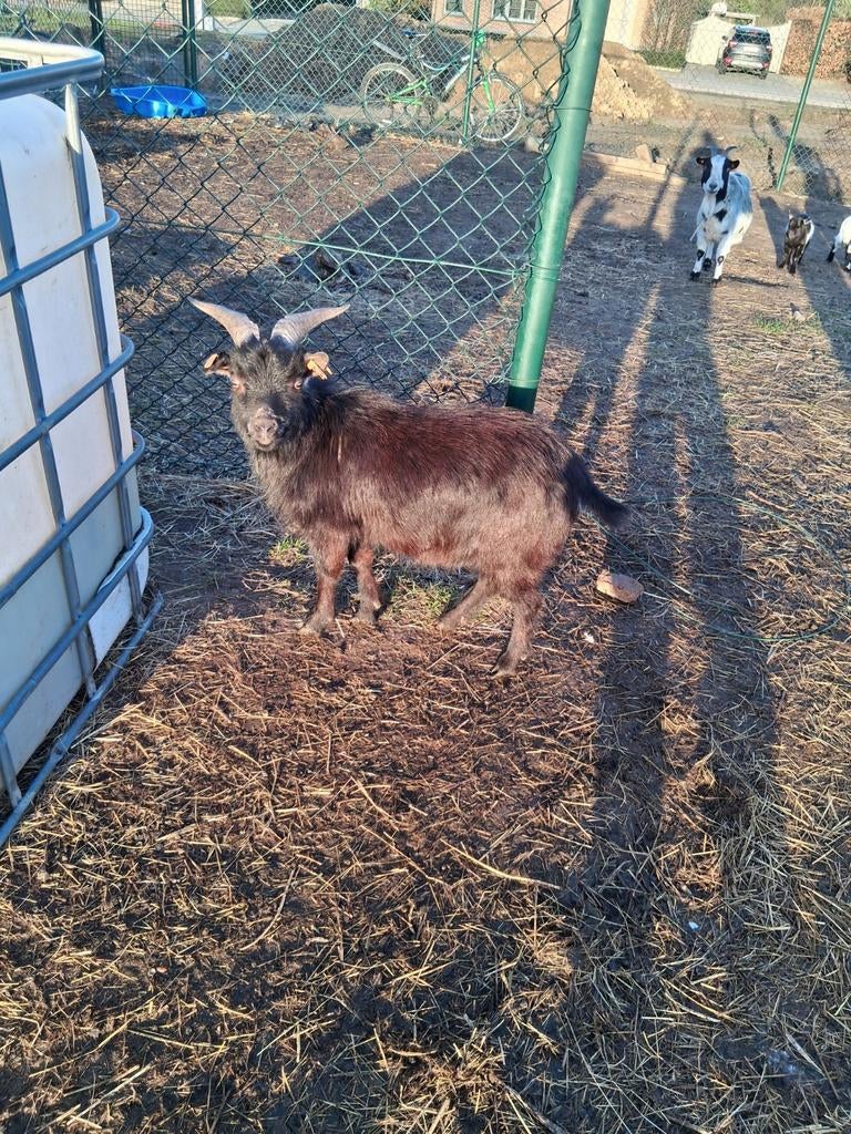 Zwarte dwerggeitenbok, Dieren en Toebehoren, Schapen, Geiten en Varkens, Mannelijk, Geit, 0 tot 2 jaar